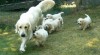 Golden retriever s PP - štěňata /zlatý retrívr/ 517595_t.jpg