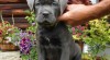 Americký Bandog 517621_t.jpg