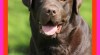 Čokoládový labrador 517676_t.jpg