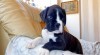 Žíh. fenka, pes, štěň. boxer s PP 517682_t.jpg