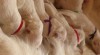 Štěňata Golden Retriever s PP 517955_t.jpg