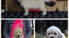 Štěňátka golden retrievera s průkazem původu 517960_t.jpg