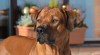Štěňata rhodéského ridgebacka 518001_t.jpg