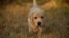 Labradorský retriever s PP 518195_t.jpg