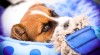 2 pejsci a fenka Jack Russell s PP 518345_t.jpg