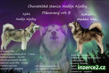 Aljašský malamut_1 518397_1.jpg