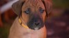 Štěňata rhodéského ridgebacka 518548_t.jpg