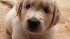 Štěně zlatého retrívra (Golden retrievera) s PP 518839_t.jpg
