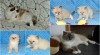 Ragdoll koťátka s PP 518867_t.jpg