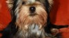 Jorkšírský terrier - fenka s PP 518907_t.jpg