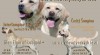 Labrador retriever štěňata 519018_t.jpg