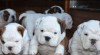 Anglický Bulldog šteniatka - LaChata / Gošin´s Bulldogs 519021_t.jpg