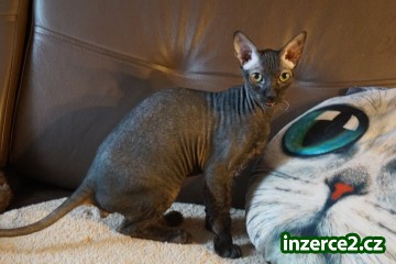 Sphynx donský kocourka s PP_1 519073_1.jpg