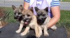 Kernteriér (cairn terrier) 519440_t.jpg