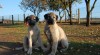 Kangal s PP 519529_t.jpg