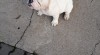 Anglický buldog 520252_t.jpg