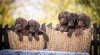 Chesapeake bay retriver s PP(jako hnědý labrador) 520675_t.jpg