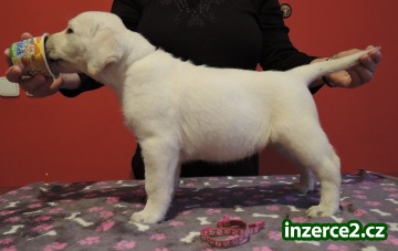 Smetanová štěňátka labradora s PP_2 520898_2.jpg