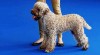 Lagotto Romagnolo 521151_t.jpg