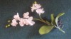 Umělá orchidej 521978_t.jpg
