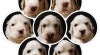 Anglicky Setter stenata 522299_t.jpg