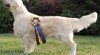 Golden retriever s PP - štěňata /zlatý retrívr/ 522315_t.jpg