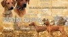 Rhodéský Ridgeback štěňátka s PP 522402_t.jpg