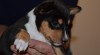 Basenji štěňata 522655_t.jpg
