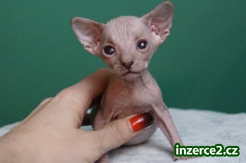 Don Sphynx koťata s PP k rezervaci_1 522908_1.jpg