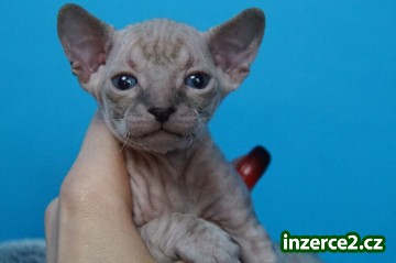 Don Sphynx koťata s PP k rezervaci_2 522908_2.jpg
