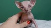 Don Sphynx koťata s PP k rezervaci 522908_t.jpg
