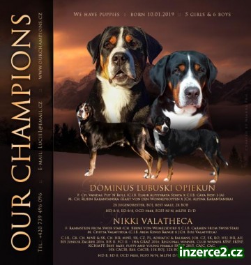 Velký švýcarský salašnický pes - štěně FCI pedigree_1 522949_1.jpg