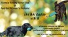 Flat coated retrievera s PP 522967_t.jpg