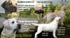 Labradorský retriever žlutá štěňata s PP 523379_t.jpg