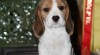 Bígl (beagle) - krásná štěňátka 523717_t.jpg