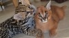 serval, savana, caracal a Ocelot koťata na prodej 523895_t.jpg
