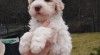 Lagotto Romagnolo 523955_t.jpg
