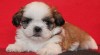 Shih-tzu, ši-tzu štěňátka s PP 524008_t.jpg