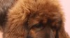 Tibetská doga s PP 524045_t.jpg