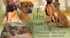 Rhodesian ridgeback 524499_t.jpg