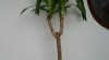 Juka elephantipes 525015_t.jpg