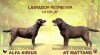 Čokoládová štěňátka Labradorského retrievera s PP 525452_t.jpg