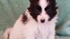 Papillon s PP 525544_t.jpg