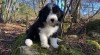 Bearded collie 525699_t.jpg