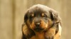 Beauceron, francouzský ovčá 525960_t.jpg