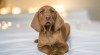 Štěňata Maďarský ohař - Vizsla 526552_t.jpg
