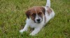 Jack Russell teriér s PP - super cena 526661_t.jpg