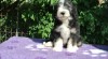 Bearded collie 526777_t.jpg