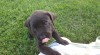 Americký bandog - nabídka štěňat 527526_t.jpg