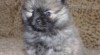 Německý špic trpasličí/pomeranian 527544_t.jpg